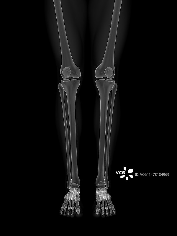 腿部解剖艺术图图片素材