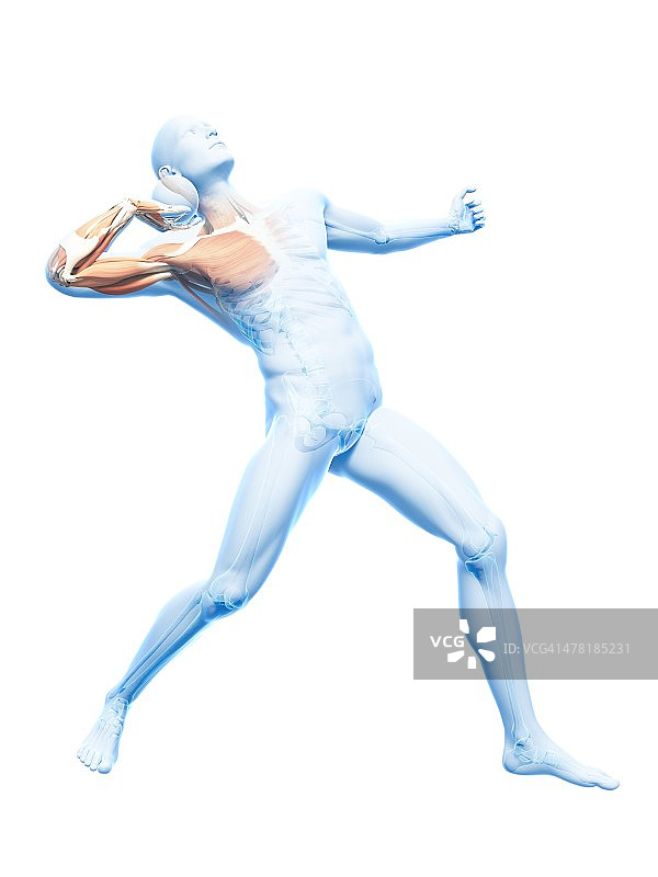 雄性肌肉组织,艺术品图片素材