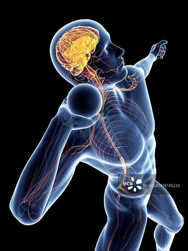 男性神经系统，艺术品图片素材