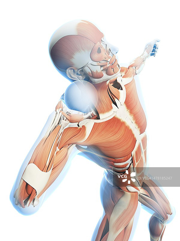 雄性肌肉组织,艺术品图片素材