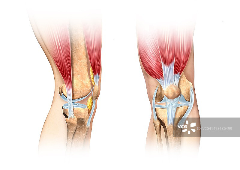 膝盖解剖结构图片素材