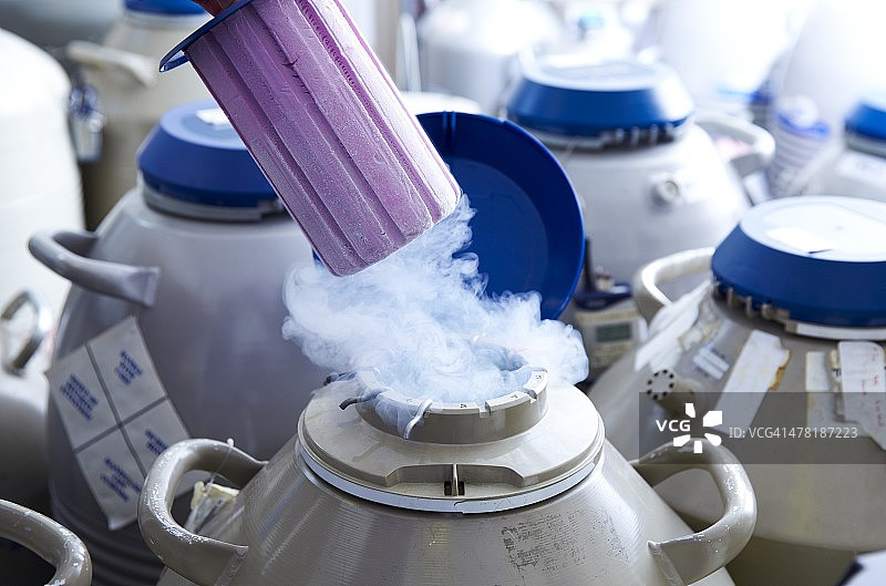 用于体外受精的卵子储存图片素材