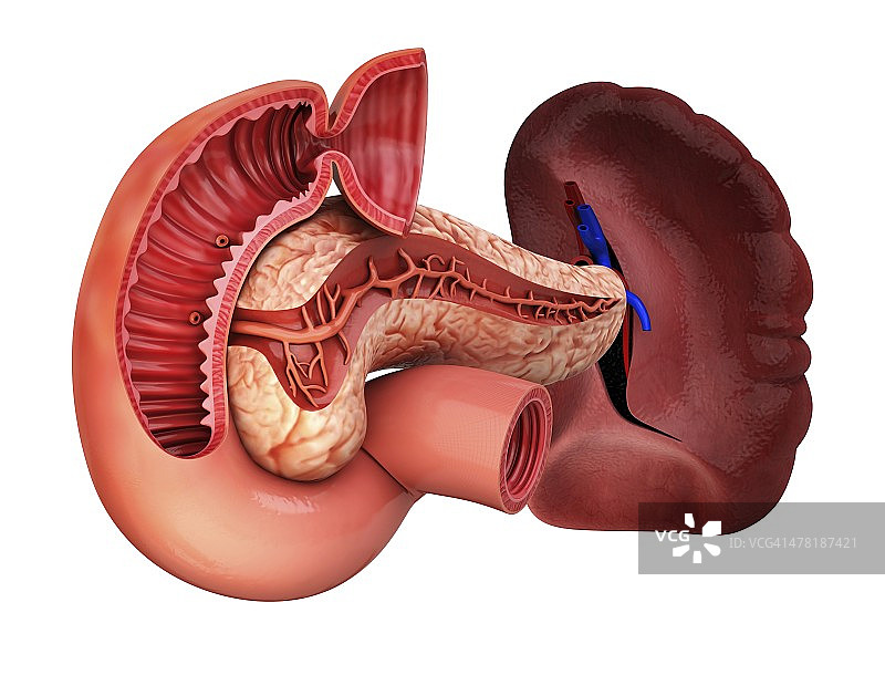 人胰腺医学插图图片素材