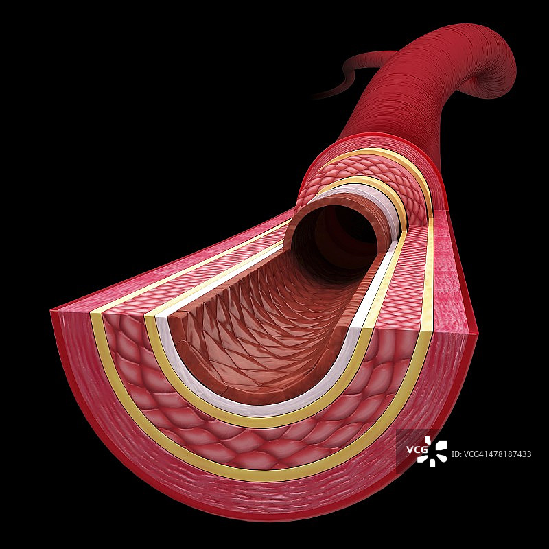 人体动脉艺术作品图片素材