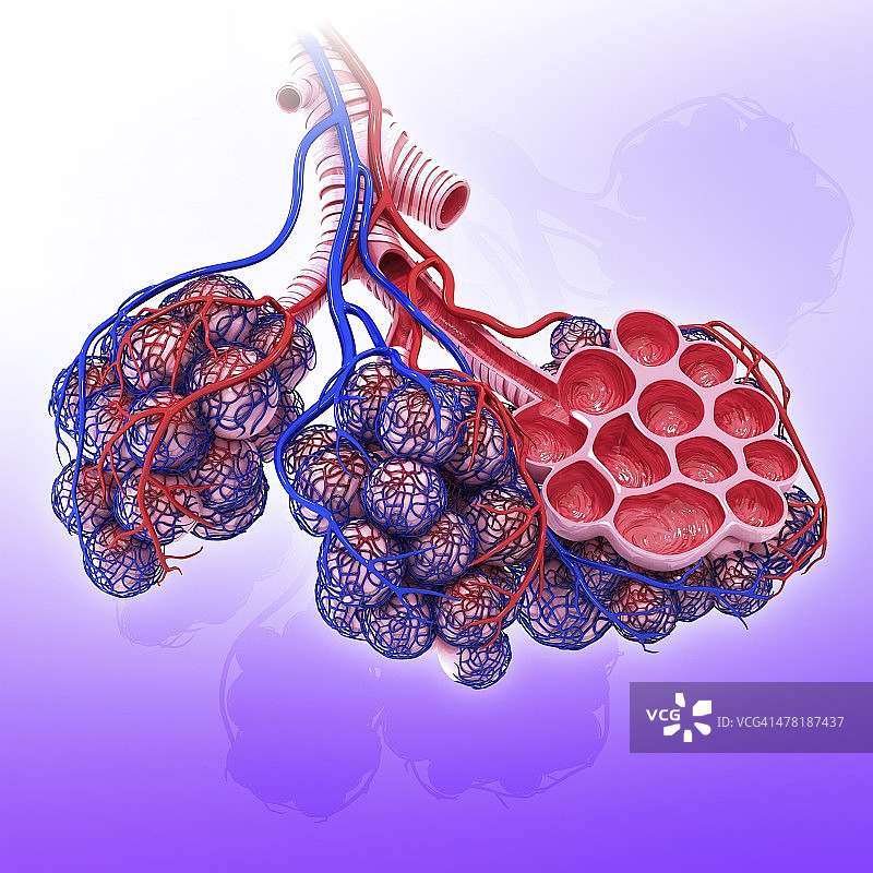 人类肺泡结构图图片素材