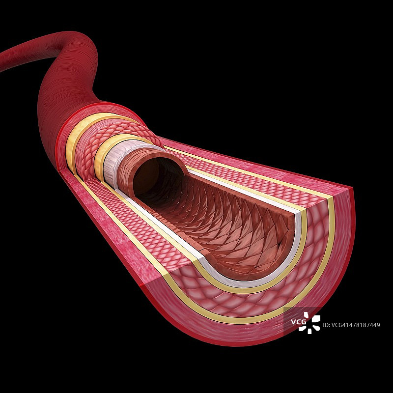 人体动脉艺术作品图片素材