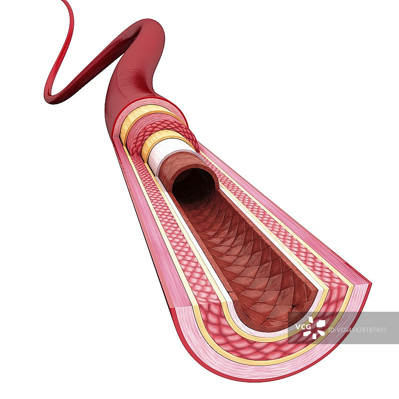 人体动脉艺术作品图片素材