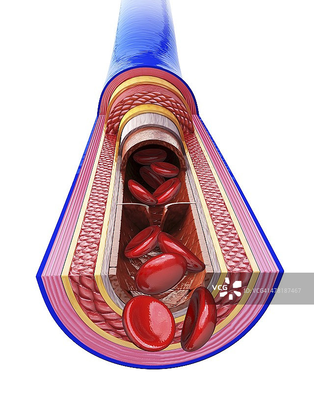 人体静脉艺术图片素材