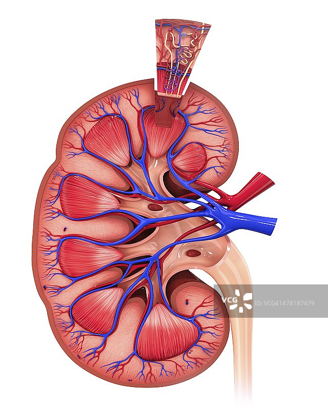 人体肾脏图图片素材