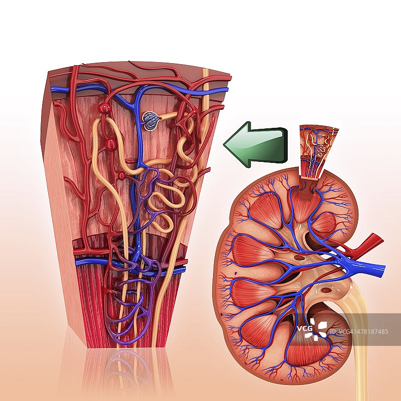 人体肾脏肾单位的艺术作品图片素材