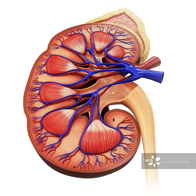 人体肾脏图图片素材