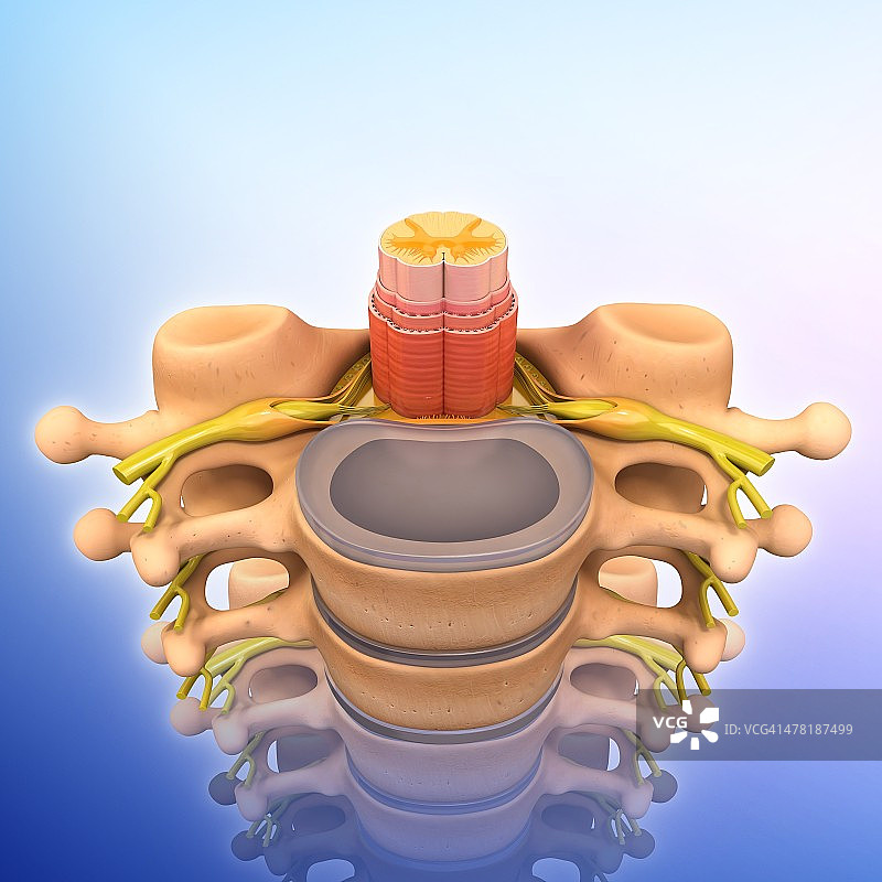 人类脊髓艺术图图片素材