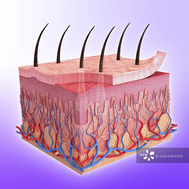 人体皮肤艺术图片素材