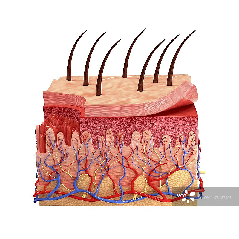 人体皮肤艺术图片素材