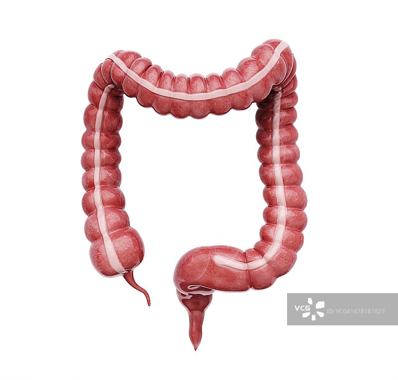 大肠医学插图图片素材