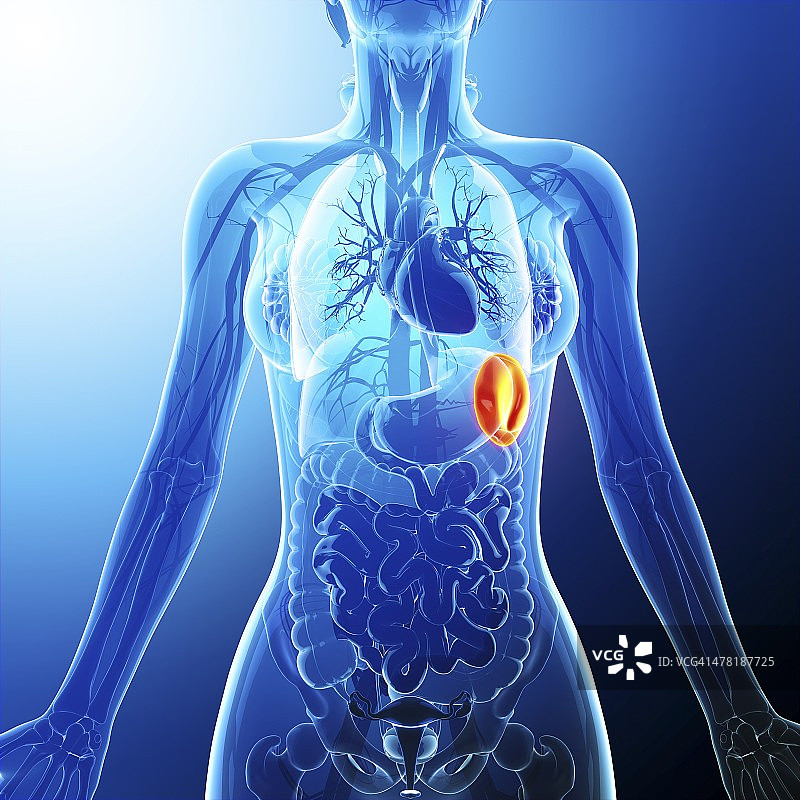 人类脾脏艺术图图片素材