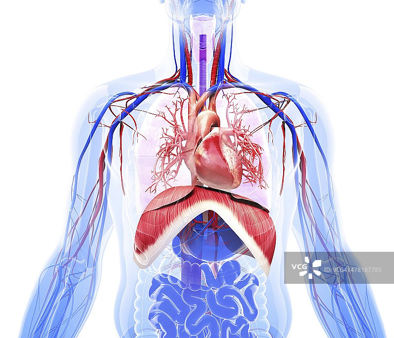 人类呼吸系统，艺术作品图片素材