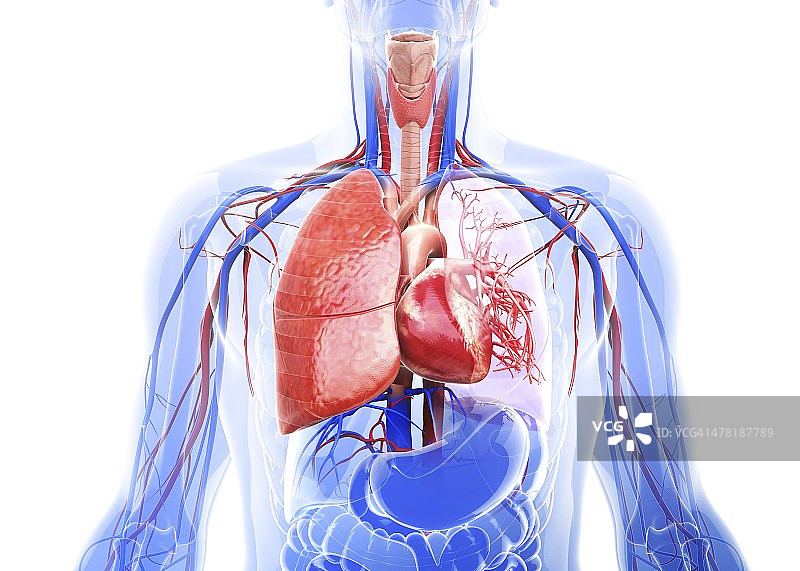人类呼吸系统，艺术作品图片素材