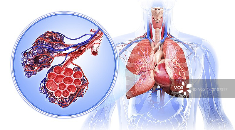 人类呼吸系统，艺术作品图片素材