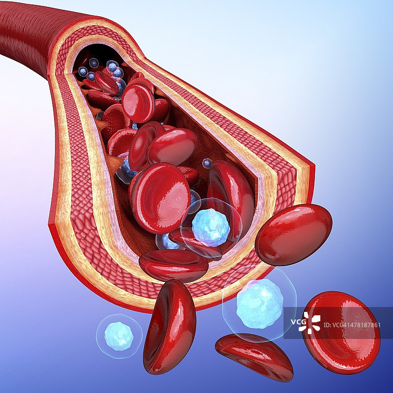 人体动脉艺术作品图片素材