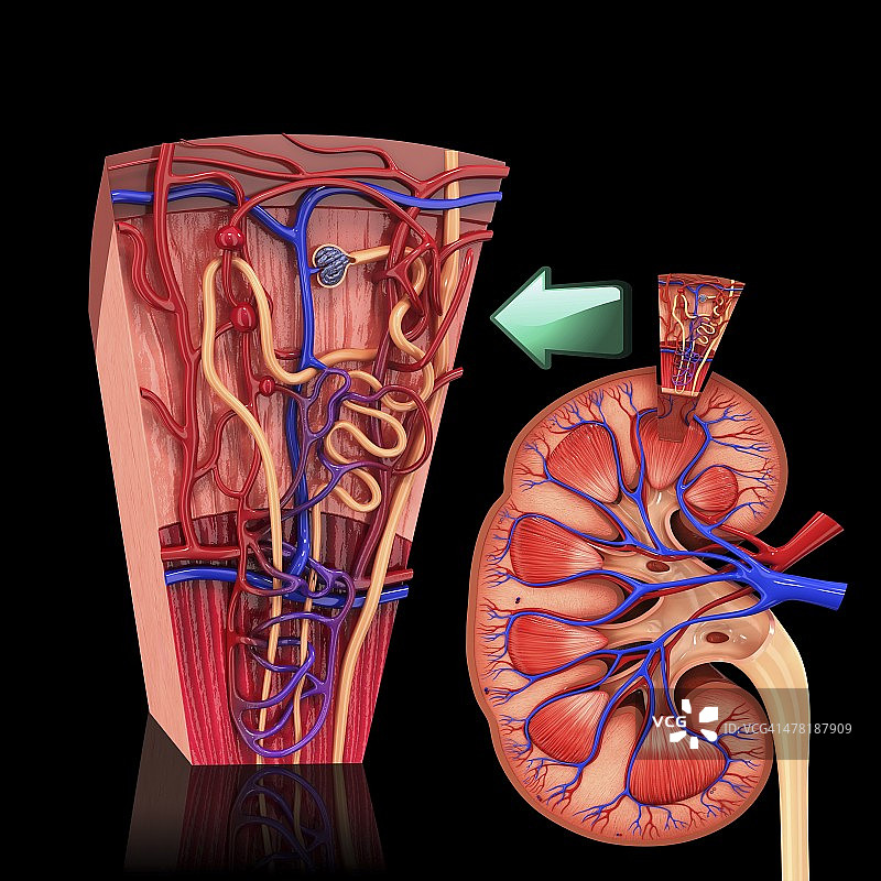 人体肾脏肾单位的艺术作品图片素材