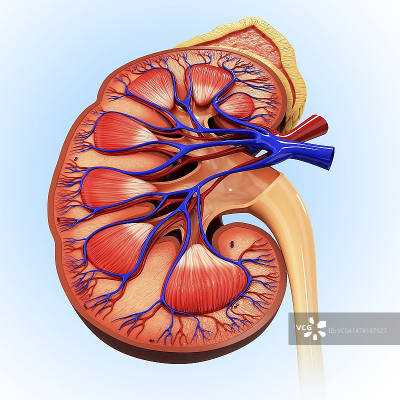 人体肾脏图图片素材