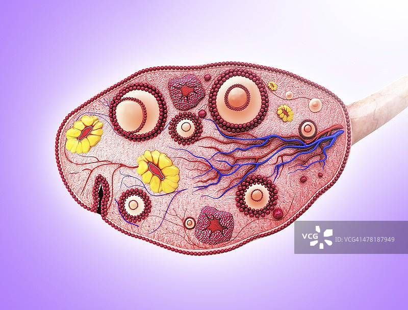 人类卵巢图片素材