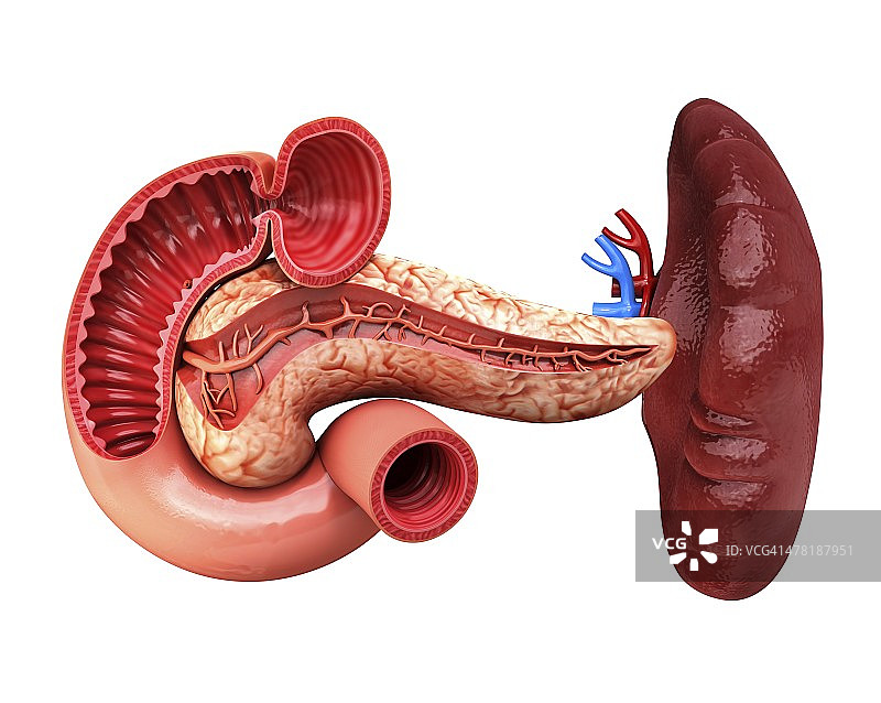 人胰腺医学插图图片素材