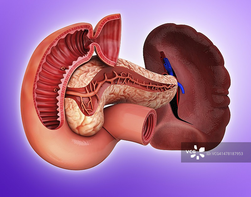 人胰腺医学插图图片素材