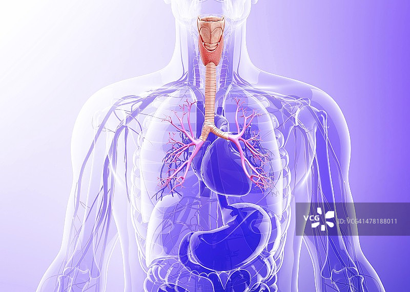 人体喉咙艺术作品图片素材