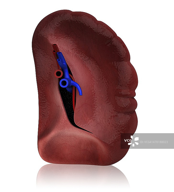 人类脾脏艺术图图片素材