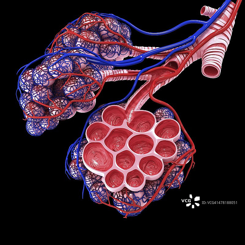 人类肺泡结构图图片素材