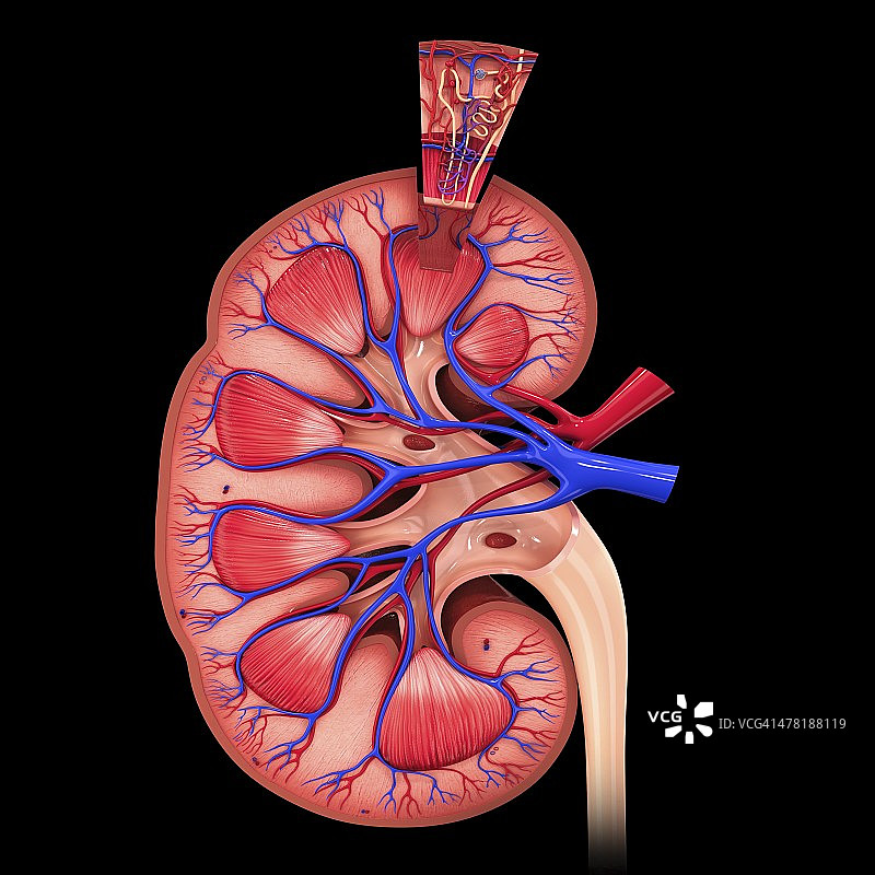 人体肾脏图图片素材
