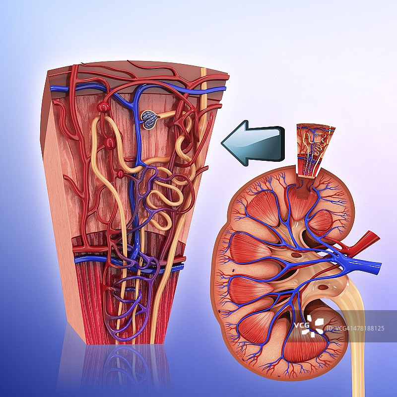 人体肾脏肾单位的艺术作品图片素材