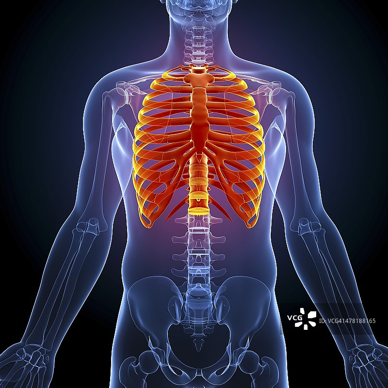 人体胸腔艺术图图片素材