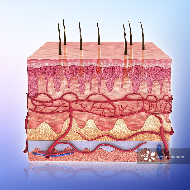 人体皮肤艺术图片素材