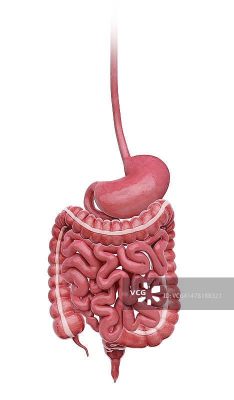 人类消化系统，艺术品图片素材