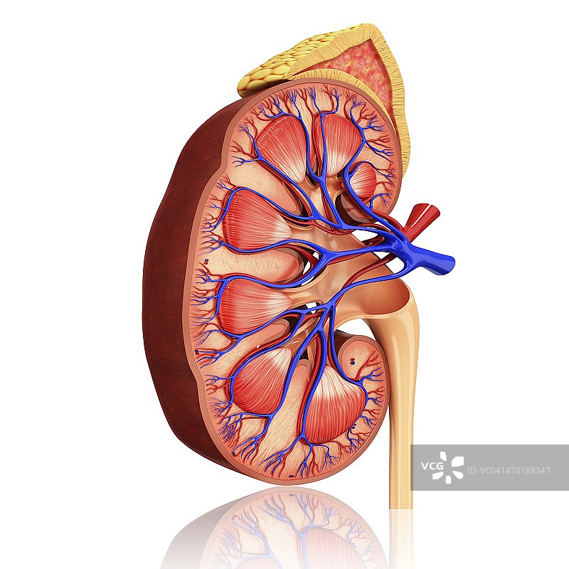 人体肾脏图图片素材