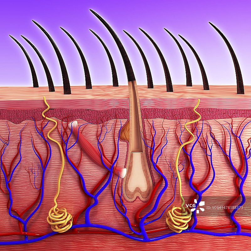 人体皮肤艺术图片素材