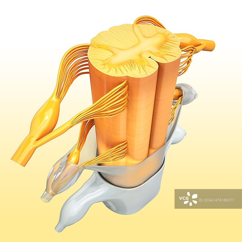 人类脊髓艺术图图片素材