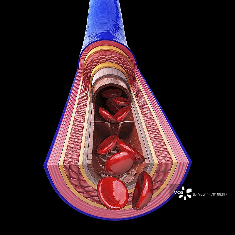 人体静脉艺术图片素材
