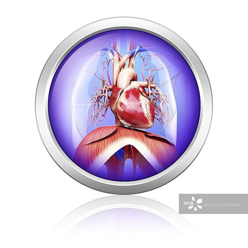 人体心血管系统，艺术品图片素材
