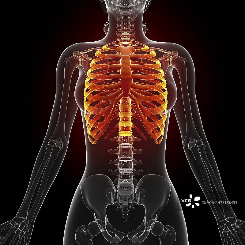 人体肋骨艺术图图片素材