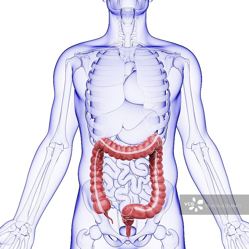 人类消化系统，艺术品图片素材