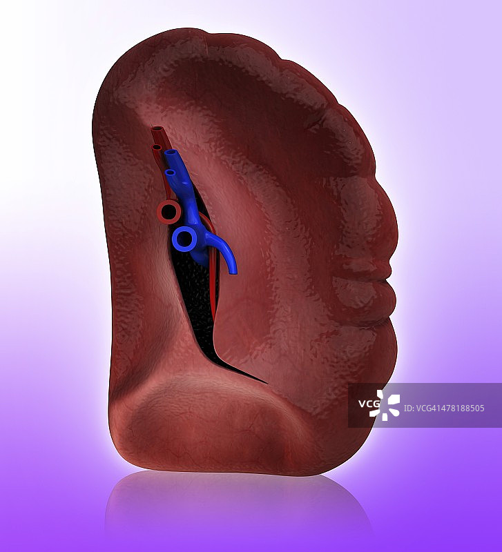 人类脾脏艺术图图片素材