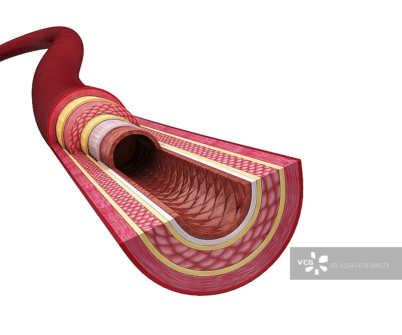 人体动脉艺术作品图片素材