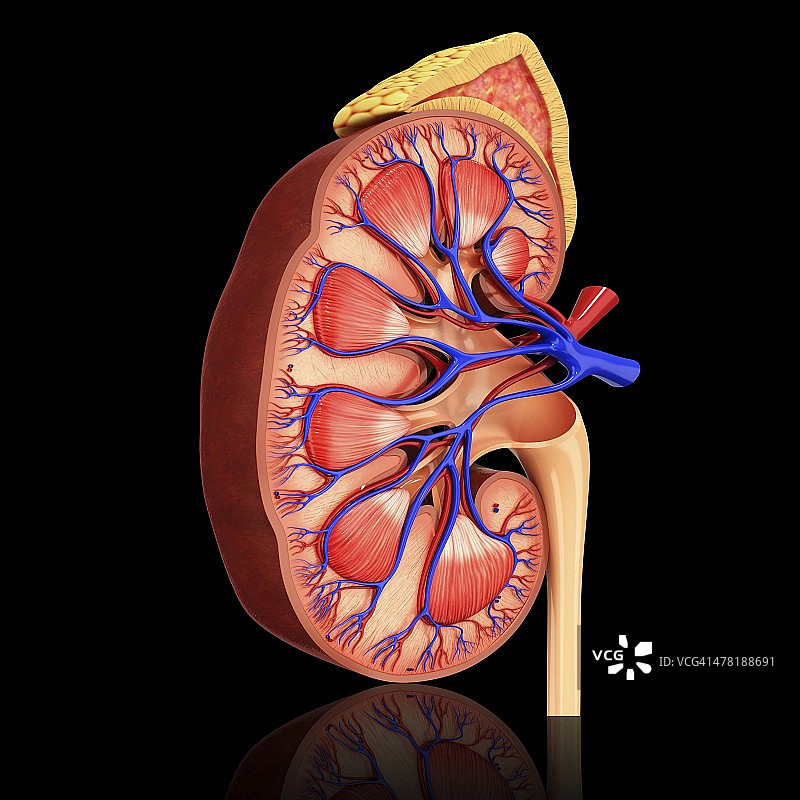 人体肾脏图图片素材