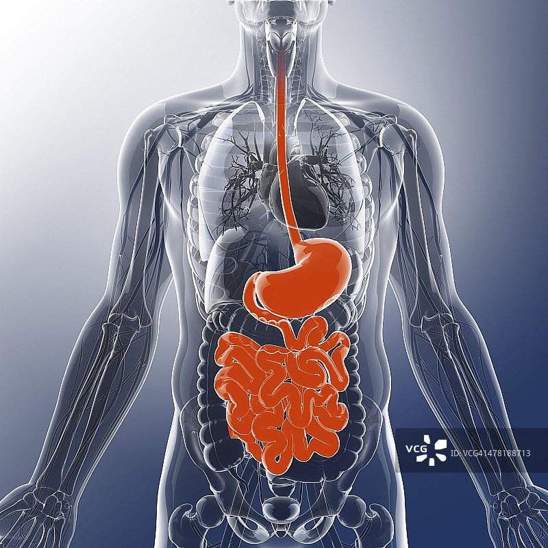 人类消化系统，艺术品图片素材
