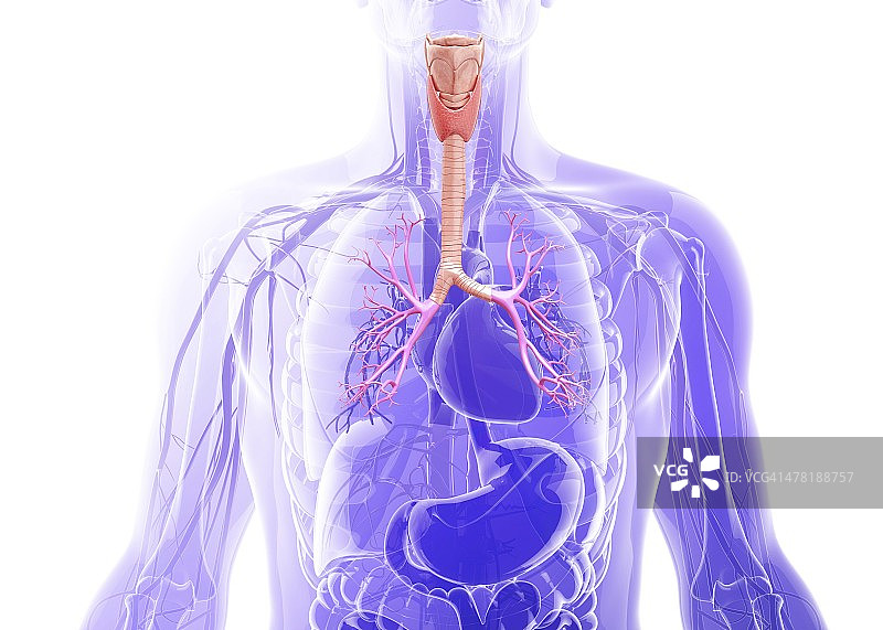 人类呼吸系统，艺术作品图片素材