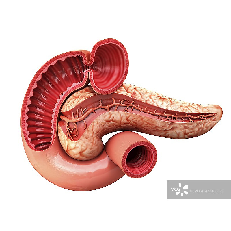 人胰腺医学插图图片素材